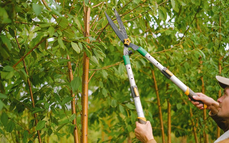 Tree trimming in Indian, AK