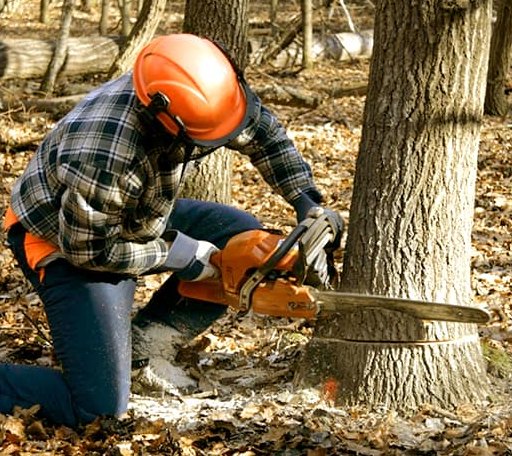 Tree Removal in Indian, AK